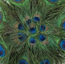 Peacock fan close-up